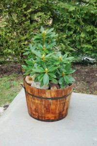 Le rhododendron dans son baquet